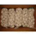 Pure white garlic packing in 1kg bag